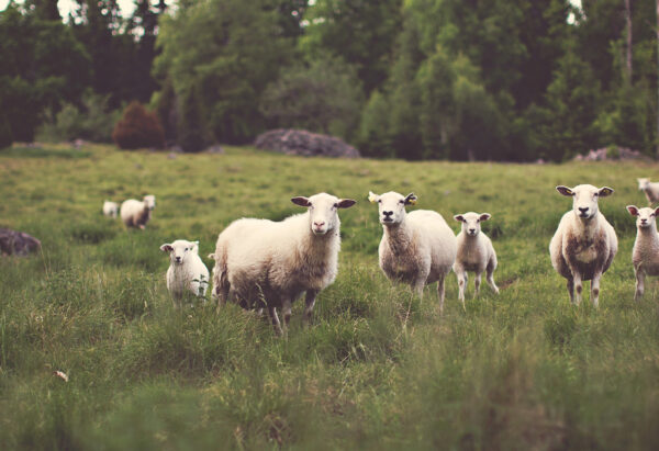 Meekness and Courage